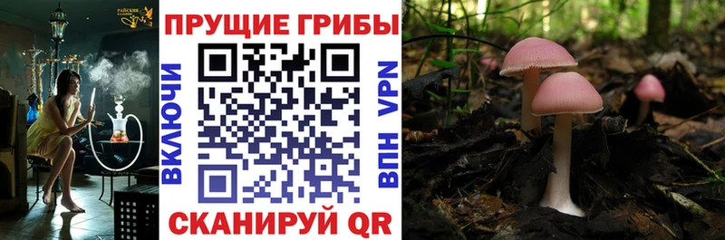 Галлюциногенные грибы Psilocybine cubensis  OMG   Алексеевка 